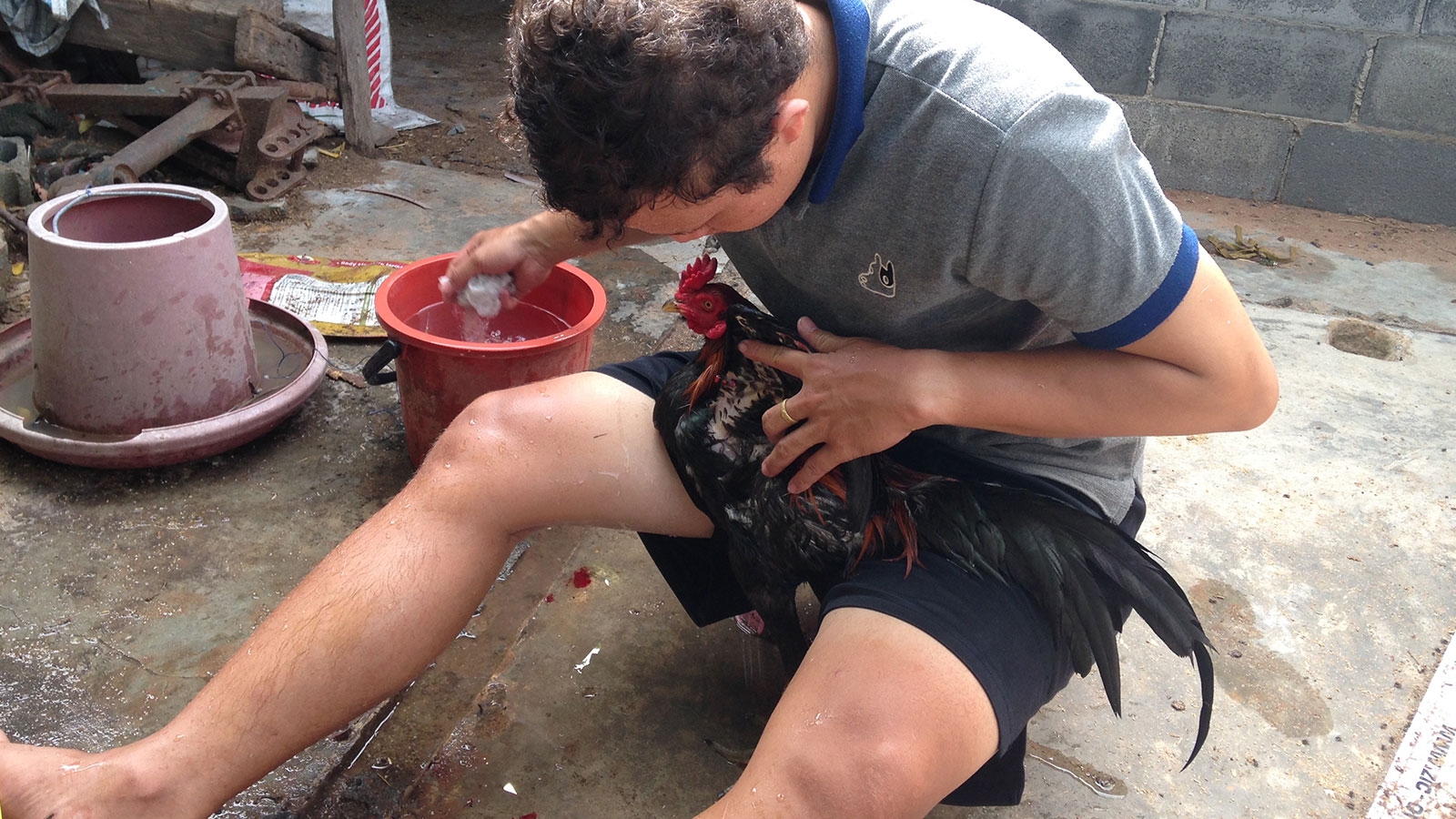 เทคนิคการเลี้ยงไก่ชนแบบพม่า และการฝึกไก่หนุ่มให้บินดีตีเจ็บ 